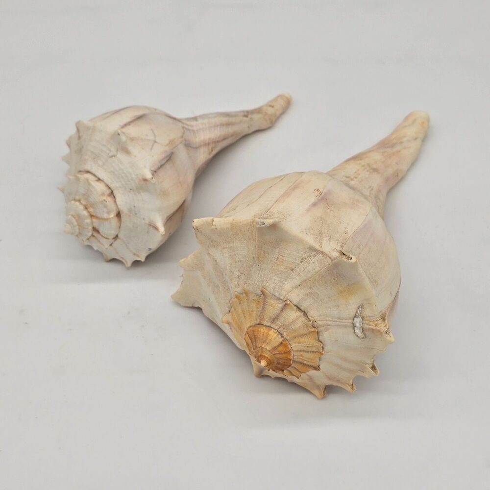 8" and 7" Lightning Whelk Seashells Natural Texas Coast